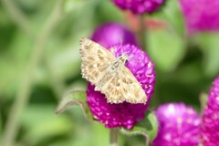 Carcharodus alceae
