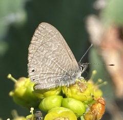 Pseudonacaduba sichela sichela