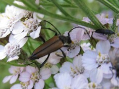 Anastrangalia dubia