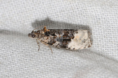 Apotomis betuletana