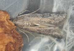 Vitula serratilineella