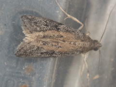 Vitula serratilineella