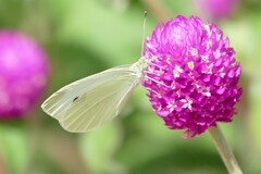 Pieris rapae