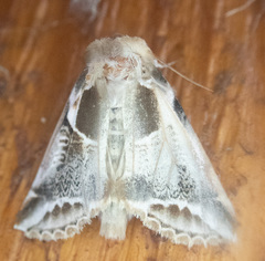 Habrosyne scripta