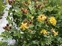 Hypericum maculatum maculatum
