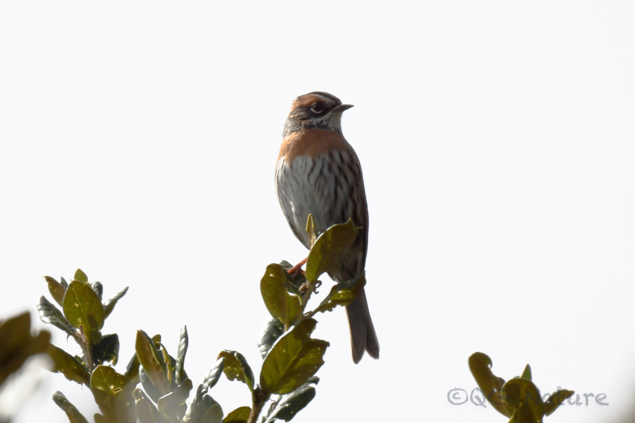 Rufous-breasted Accentor