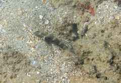 Cryptocentrus strigilliceps