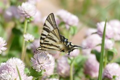 Iphiclides feisthamelii