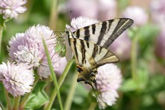 Iphiclides feisthamelii