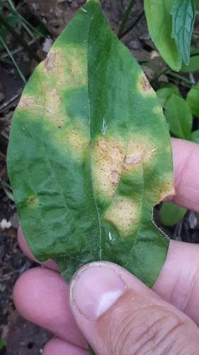 Diplosporonema delastrei, 2022-08-11