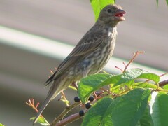 Haemorhous mexicanus