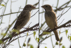 Passer hispaniolensis