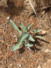 Penstemon pachyphyllus congestus