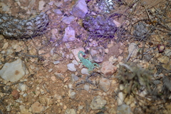 Paravaejovis confusus