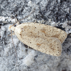 Agonopterix assimilella