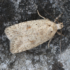 Agonopterix assimilella