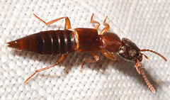 Achenomorphus corticinus