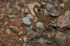 Paravaejovis confusus