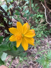 Cosmos sulphureus