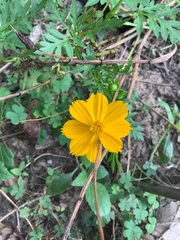 Cosmos sulphureus
