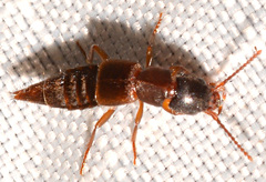 Achenomorphus corticinus