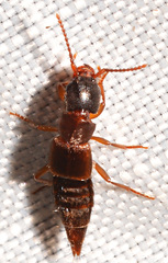 Achenomorphus corticinus