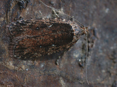Agonopterix ciliella