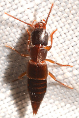 Achenomorphus corticinus