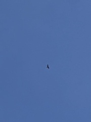 Buteo buteo insularum