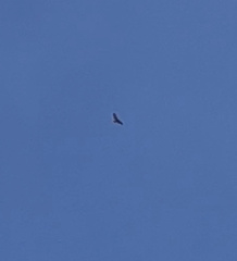 Buteo buteo insularum