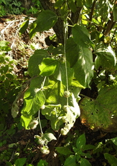Arctium nemorosum