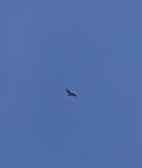 Buteo buteo insularum