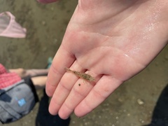 Crangon septemspinosa