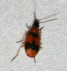 Lebia