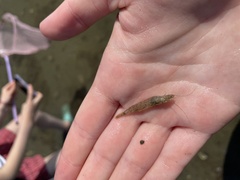 Crangon septemspinosa