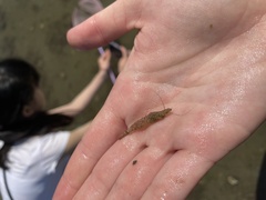 Crangon septemspinosa