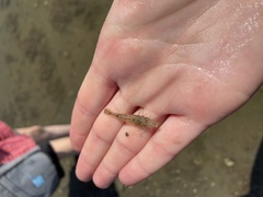 Crangon septemspinosa