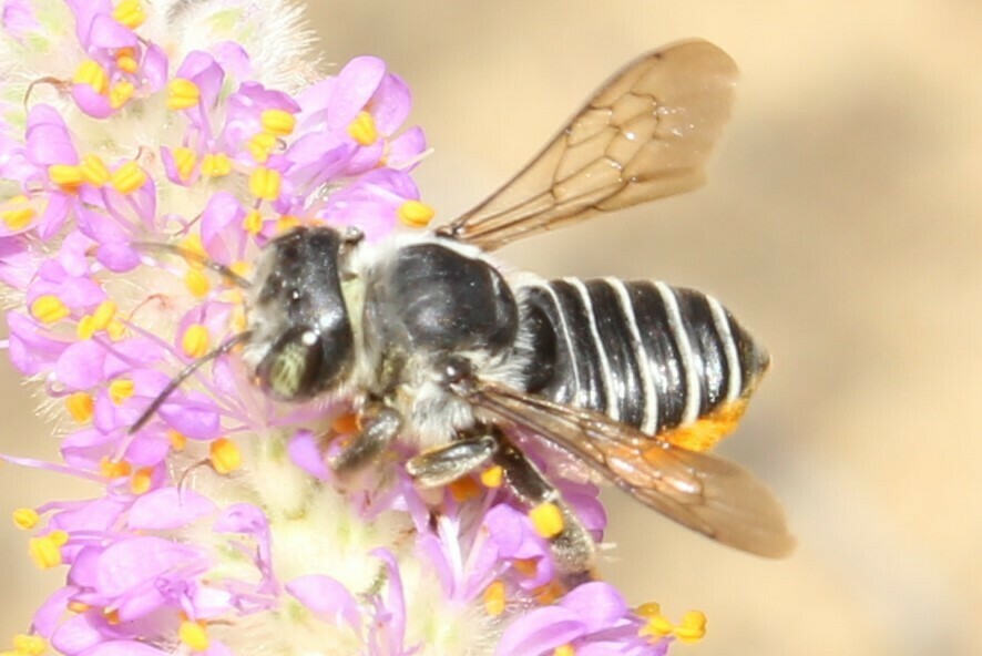 Megachile dakotensis