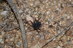 Paraphrynus carolynae