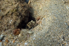 Cryptocentrus strigilliceps