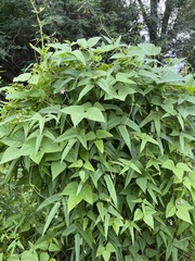 Phaseolus acutifolius