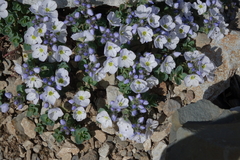 Veronica telephiifolia glareosa