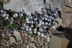 Veronica telephiifolia glareosa