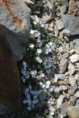 Veronica telephiifolia glareosa