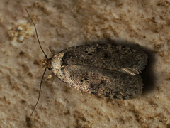 Agonopterix curvipunctosa
