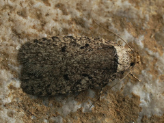 Agonopterix curvipunctosa
