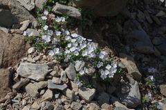Veronica telephiifolia glareosa