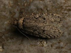 Agonopterix curvipunctosa