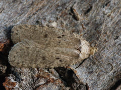 Agonopterix curvipunctosa