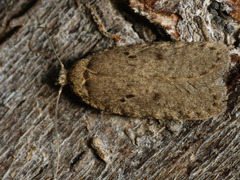 Agonopterix curvipunctosa